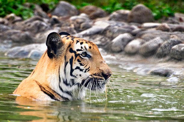 Wildlife & Eco-Tourism in India’s Coastal Regions
